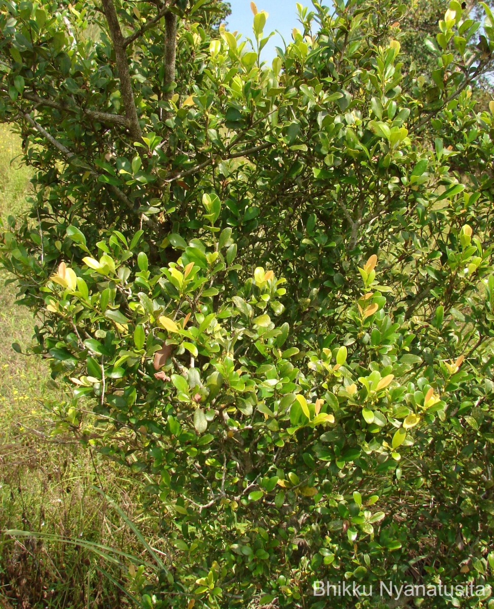 Diospyros ferrea (Willd.) Bakh.